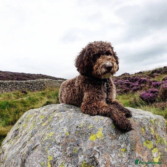 Cockapoo dogs F1 Cockapoo Stud PROVEN. DNA tested. Dougie in York - Advert 16