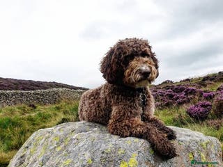 Cockapoo dogs F1 Cockapoo Stud PROVEN. DNA tested. Dougie in York - Advert 11