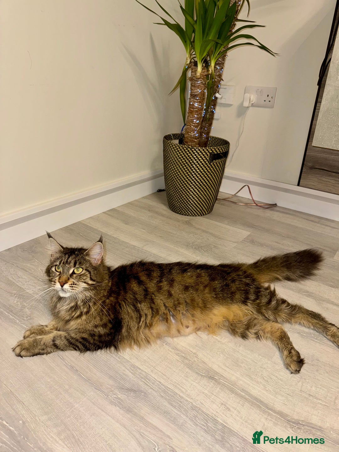 Maine Coon cats for sale: Pedigree Maine Coon kittens - Image 14