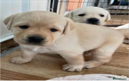 Labrador Retriever dogs for sale: Stunning kc reg Labrador puppies - Image 5