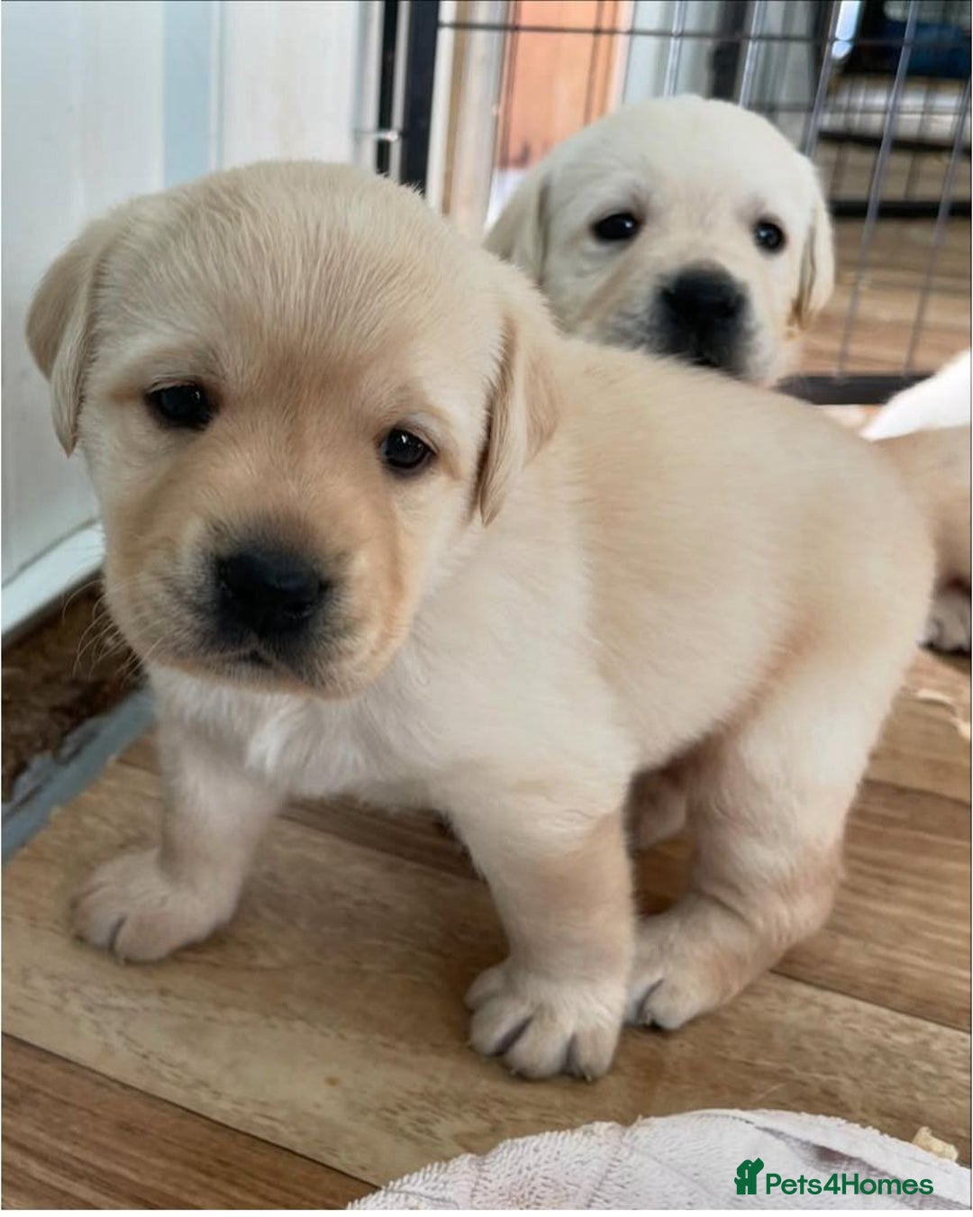 Labrador Retriever dogs for sale: Stunning kc reg Labrador puppies - Image 5