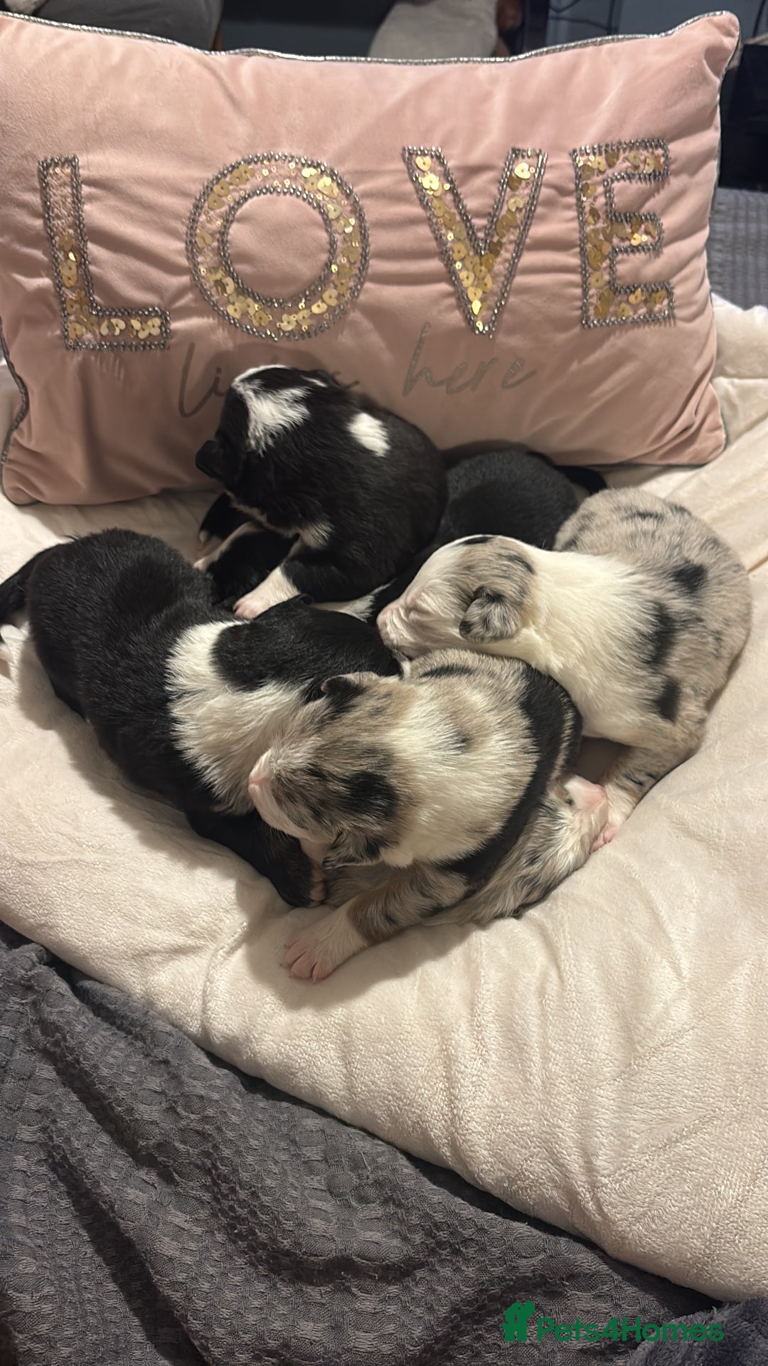 Border Collie dogs for sale: Border collie puppy’s ready to reserve  - Image 15