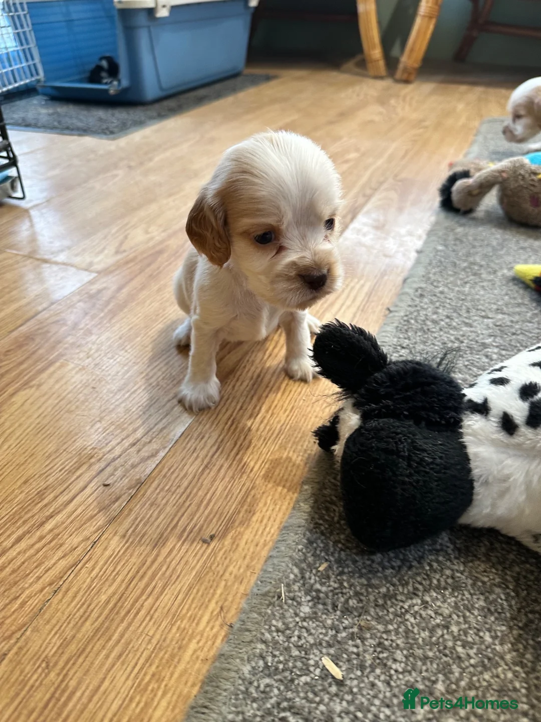 Cocker Spaniel dogs for sale: Beautiful orange roan show type cocker spaniels - Advert 36