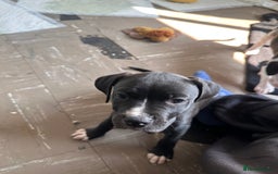 Mixed Breed dogs for sale: Cane corso x staffy  - Image 12
