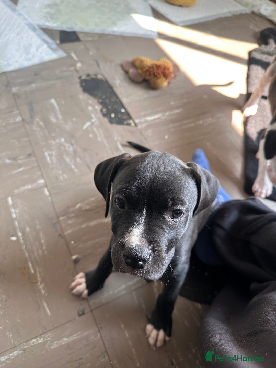 Mixed Breed dogs for sale: Cane corso x staffy  - Image 12