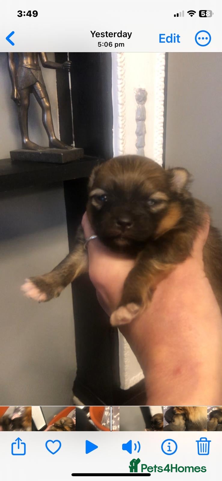 Pomeranian dogs Pomeranian pups  - Advert 1