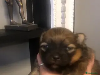 Pomeranian dogs Pomeranian pups - Advert 1