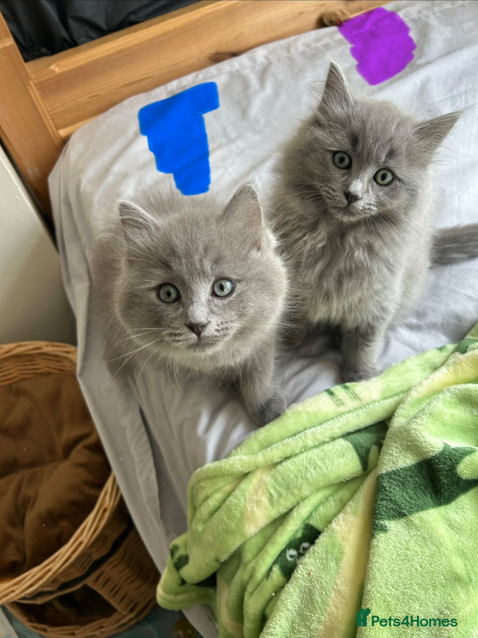 Ragdoll cats Blue ragdolls 💙 purebreed very playful  - Advert 2