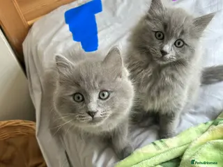 Ragdoll cats Blue ragdolls 💙 purebreed very playful - Advert 2