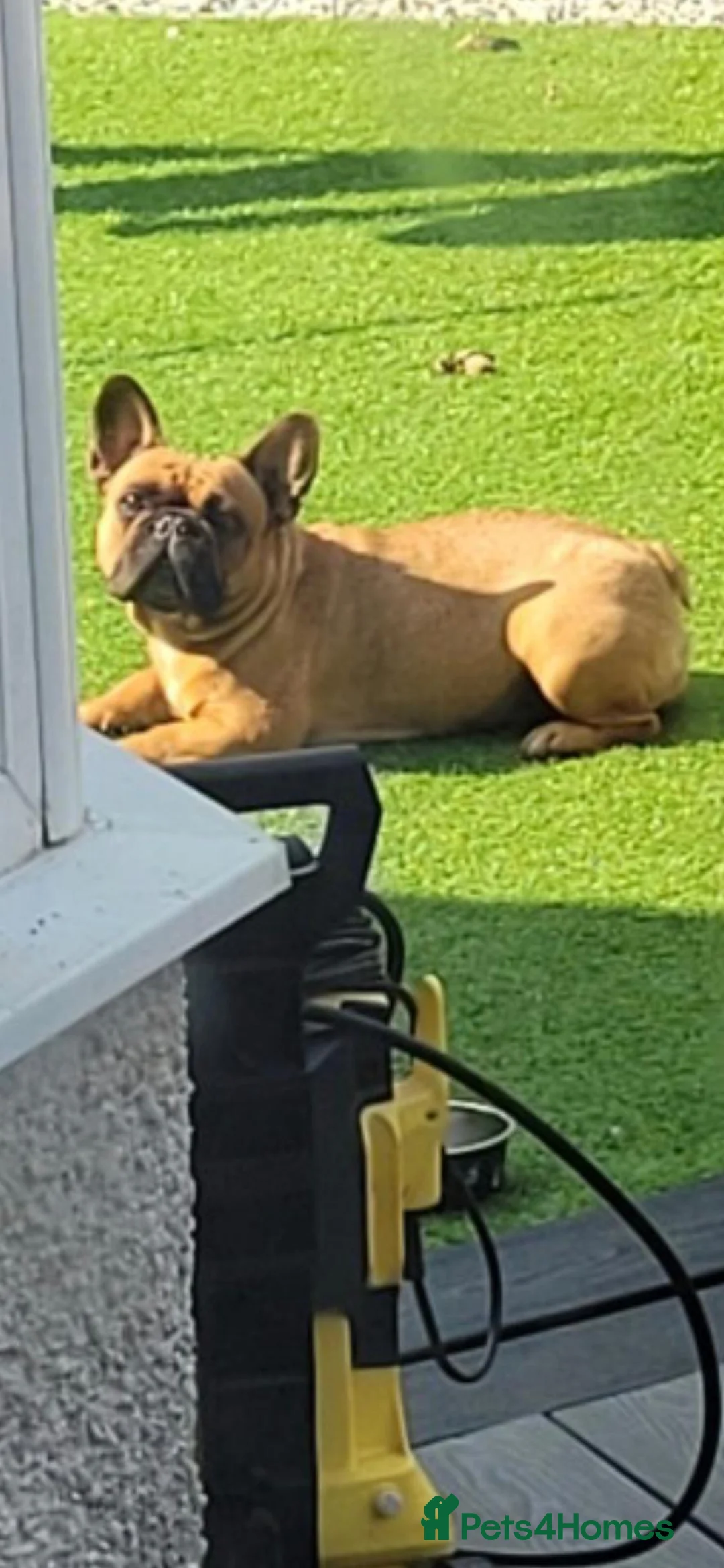 French Bulldog dogs for sale: 2x Female French Bulldogs - Advert 2