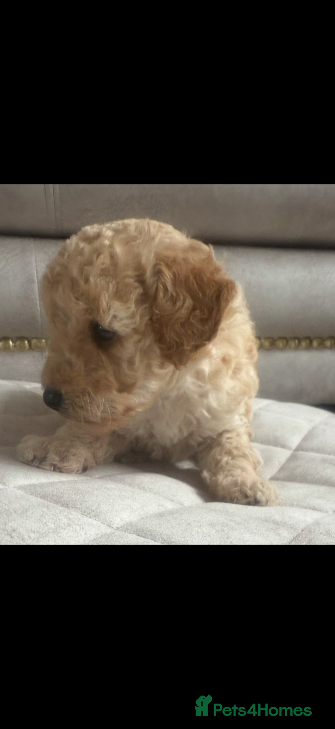 Toy Poodle dogs for sale: Beautiful toy poodle puppies - Image 2
