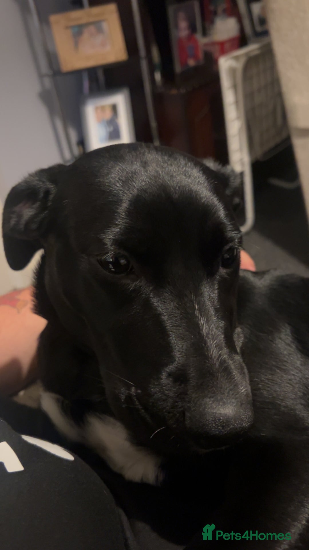 Mixed Breed dogs for sale: 8 month old female puppy - Image 5