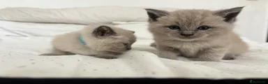 Ragdoll 2