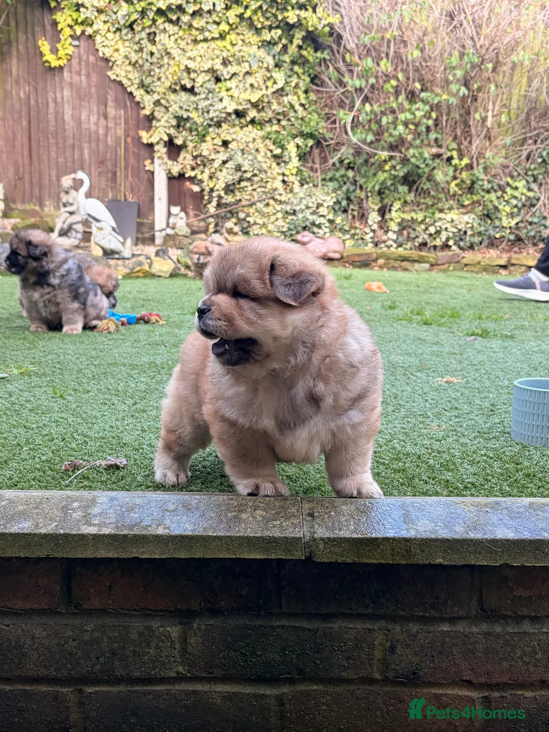 Chow Chow dogs for sale: 2 LEFT Merle Chowchow Puppies  - Advert 7