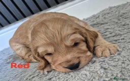 Cocker Spaniel dogs for sale: Working Cocker Spaniel Puppies for Sale - Image 20