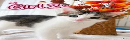 British Shorthair cats for sale: 🐾 3 Beautiful Female Silver Tabby & White Kittens in Harpenden - Advert 4