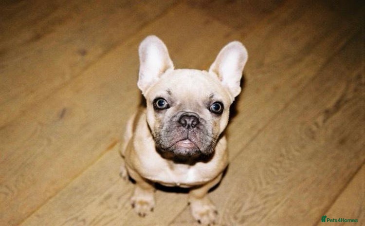 French Bulldog dogs - Advert 1