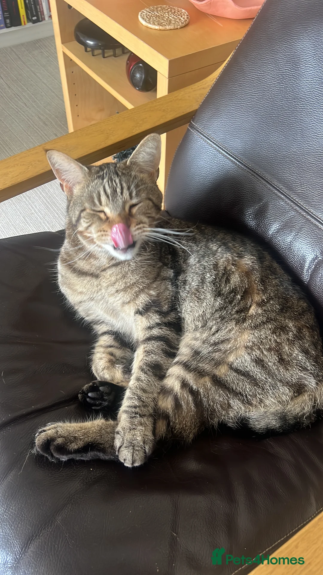 Mixed Breed cats for sale: OBI -Maine Coon/Oriental male cat - Advert 7