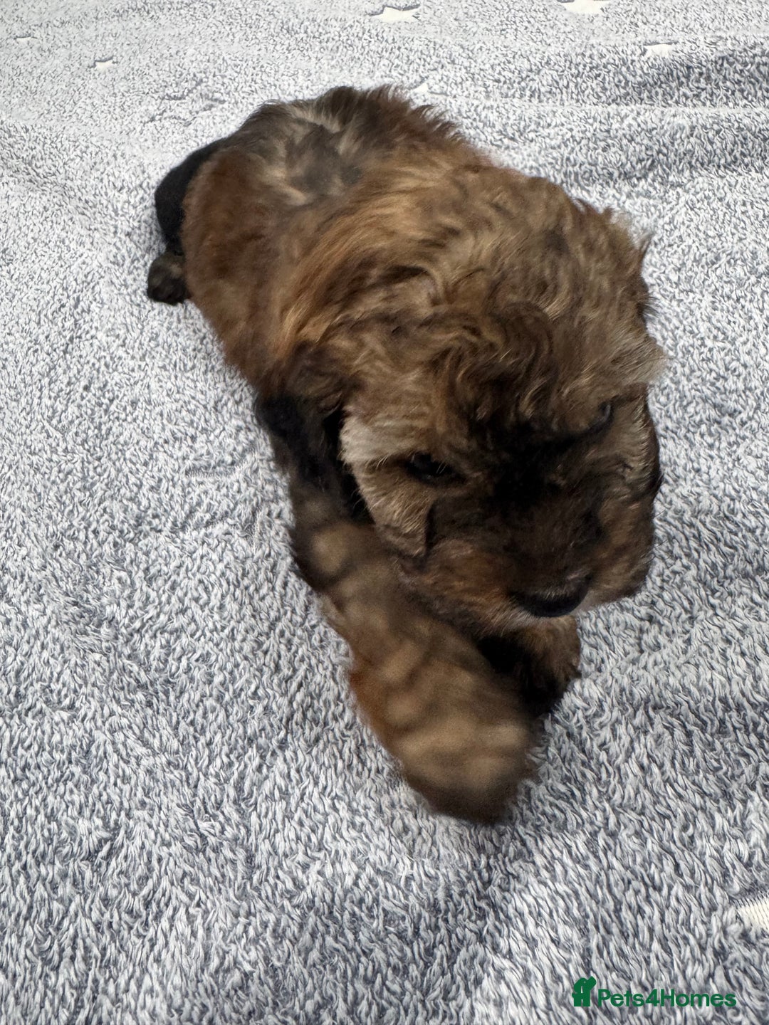 Cockapoo dogs for sale: Outstanding Cockapoos Fully Health Tested  - Image 18