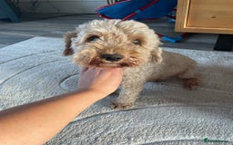 Mixed Breed dogs for sale: Cockapoo/poochon - Image 12