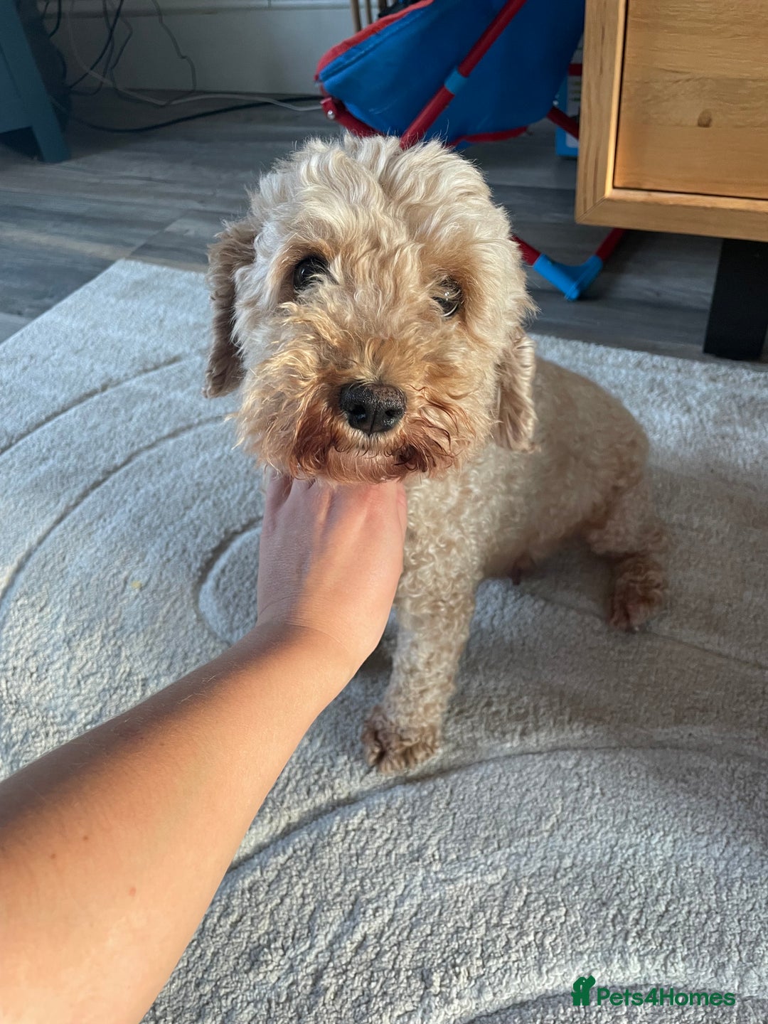 Mixed Breed dogs for sale: Cockapoo/poochon - Image 12