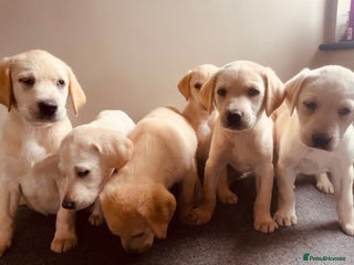 Labrador Retriever dogs Labrador retriever - Advert 3