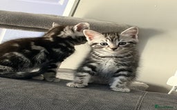 Mixed Breed cats for sale: 5 cute kittens for sale.  - Image 6