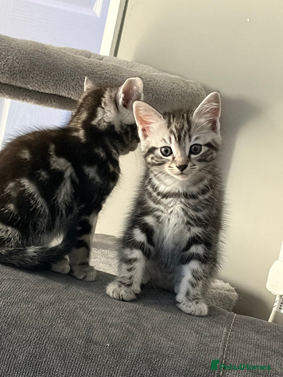 Mixed Breed cats for sale: 5 cute kittens for sale.  - Image 6