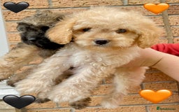 Cavapoo dogs for sale: 💖 Top Quality F1B Cavapoo Puppies DNA TESTED 💖 - Image 8