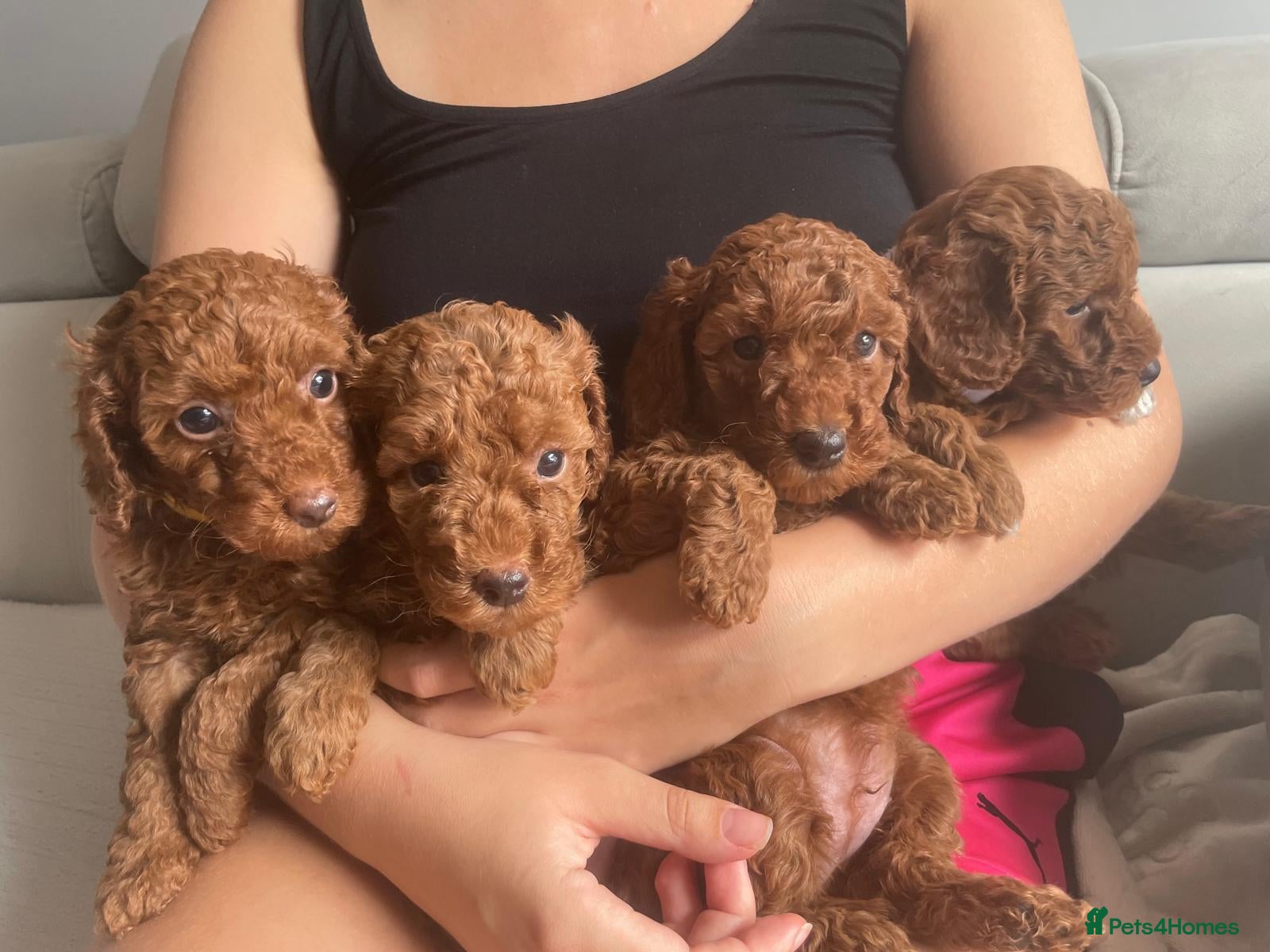 Miniature Poodle dogs KC registered red miniature poodle puppies - Advert 1