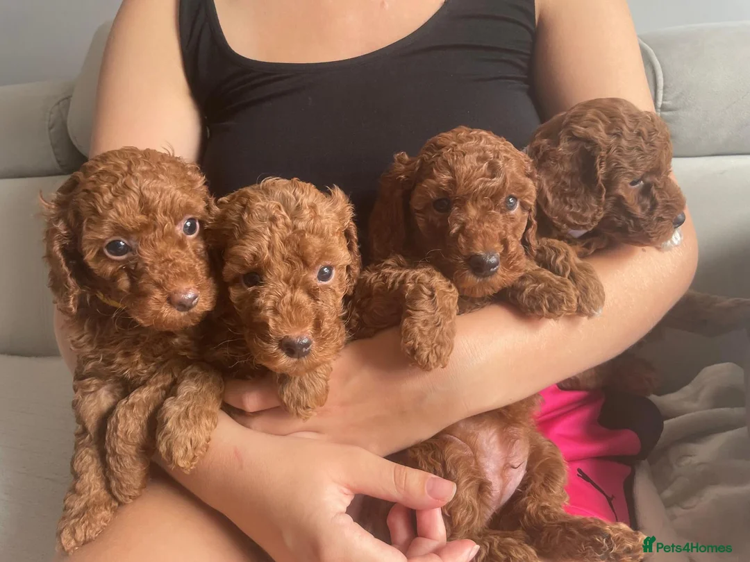 Miniature Poodle dogs for sale: KC registered red miniature poodle puppies in Southampton - Advert 1