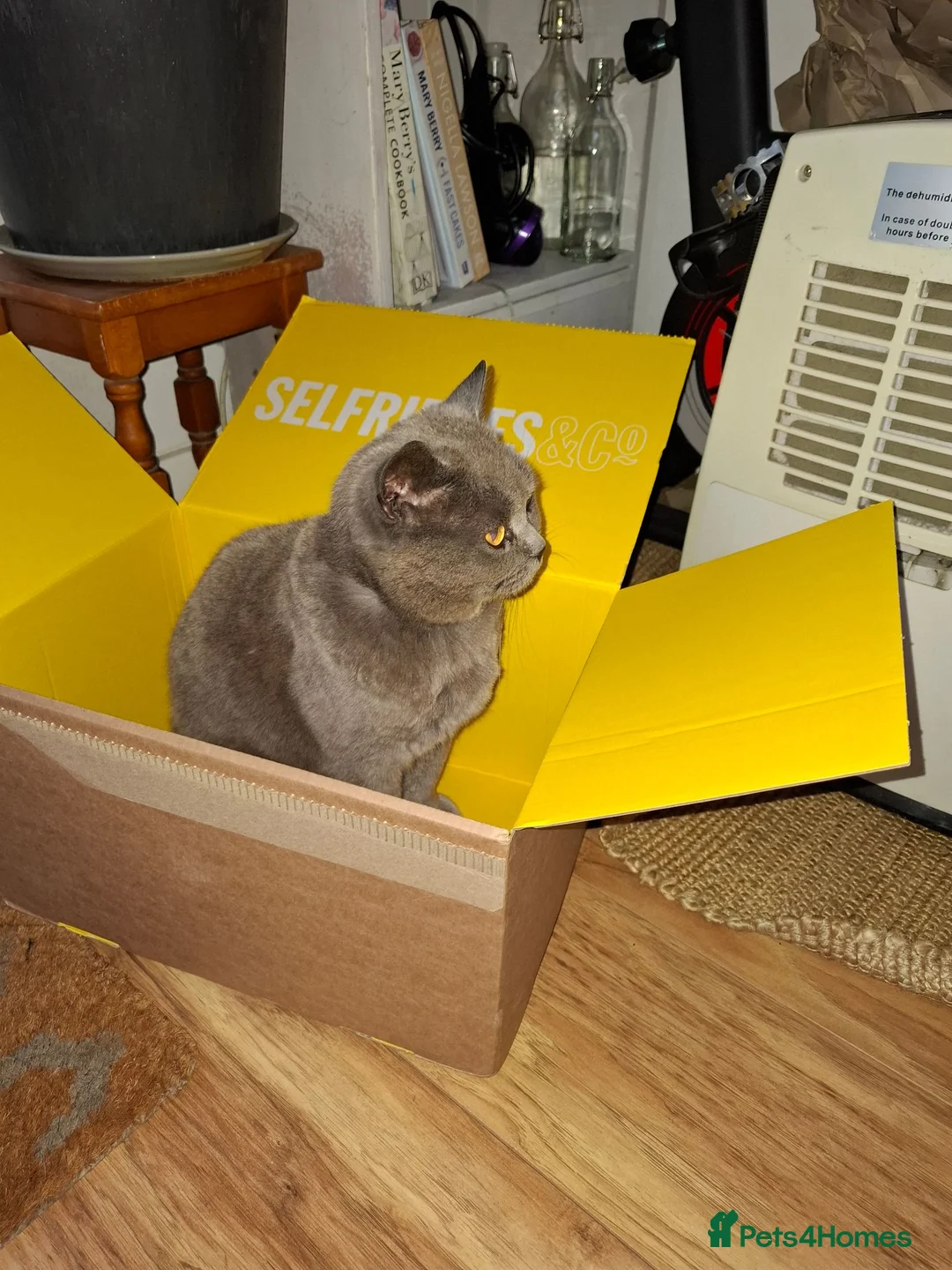 British Shorthair cats for sale: Silver in Keighley - Advert 1