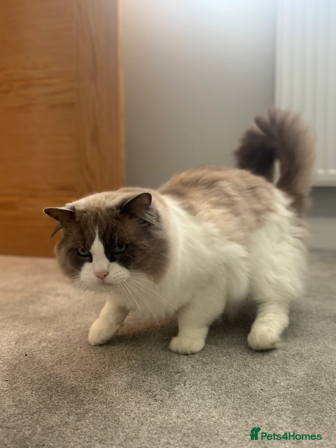 Ragdoll cats for sale: Male Ragdoll  - Advert 6