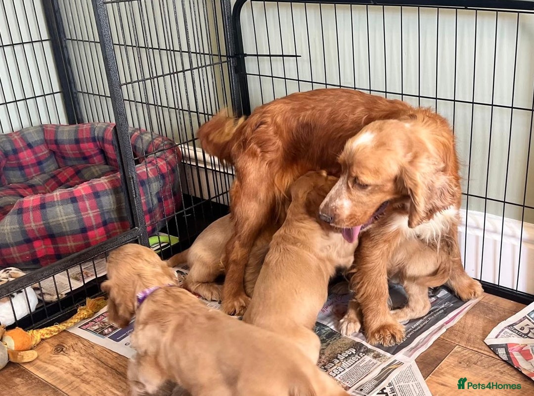 Cocker Spaniel dogs for sale: Show Type Cocker Spaniels - Advert 3