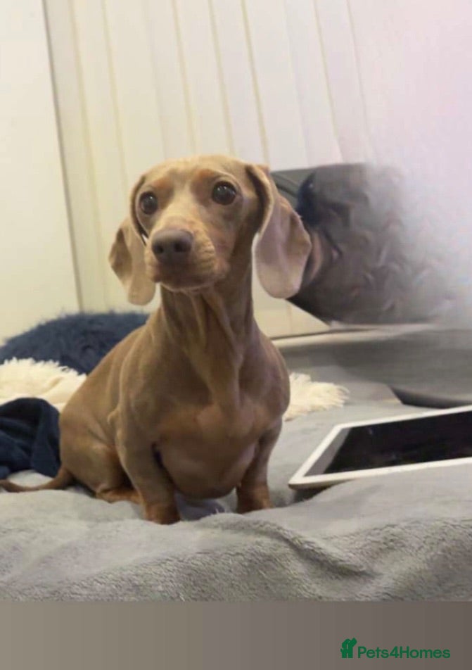 Miniature Dachshund dogs Minature dachshund puppies - Advert 10
