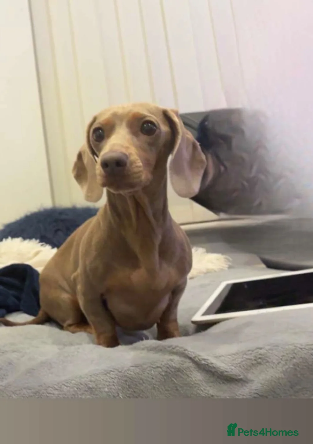Miniature Dachshund dogs for sale: Minature dachshund puppies in Gateshead - Advert 1