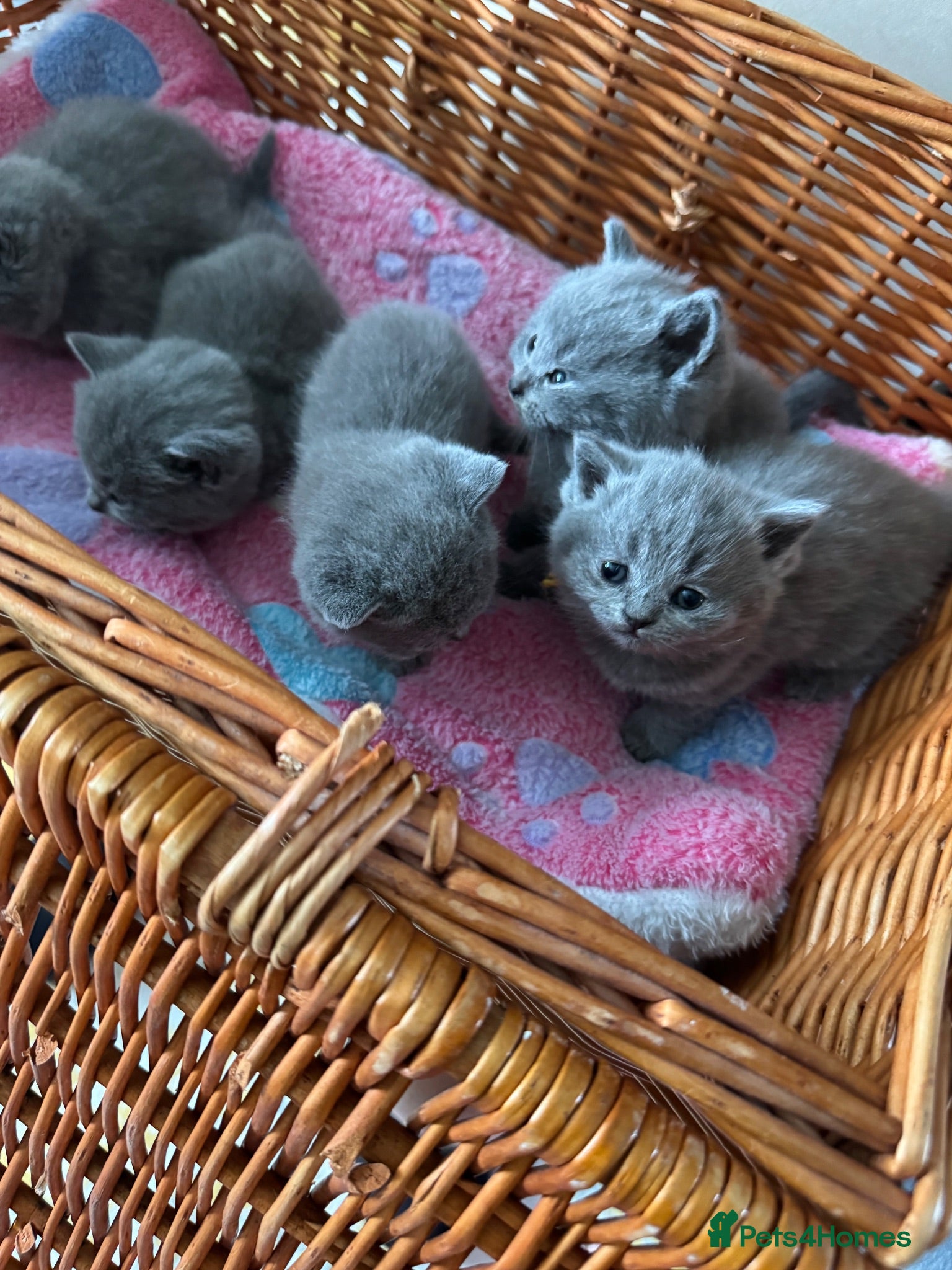 British Shorthair cats Blue & Lilac Pedigree British Shorthair - Advert 2