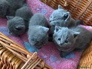 British Shorthair cats Blue & Lilac Pedigree British Shorthair - Advert 2