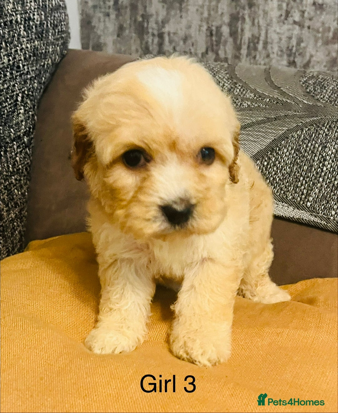 Cavapoochon dogs for sale: Stunning Cavapoochon puppies  - Advert 8