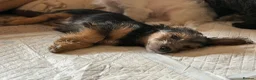 Jackapoo dogs for sale: Gorgeous jackapoo pups ready now  - Advert 10