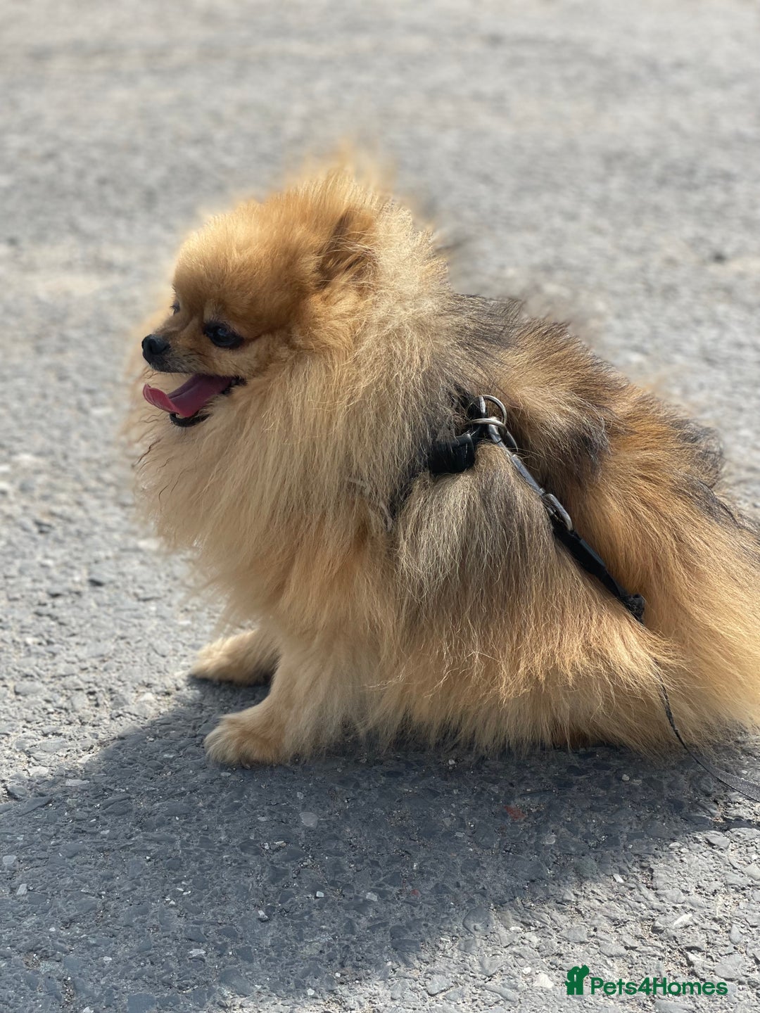 Pomeranian dogs for stud: Rio the adorable  Teddy Bear  .Ready to impress!! in Oldham - Image 9