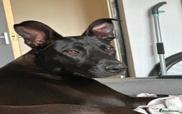 Mixed Breed dogs for sale: Kensi malinois cross Staffordshire bull terrior - Image 7