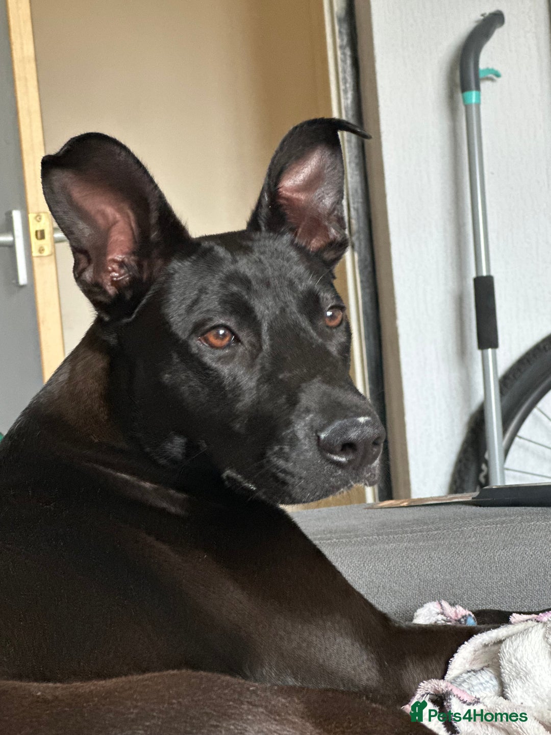 Mixed Breed dogs for sale: Kensi malinois cross Staffordshire bull terrior - Image 7