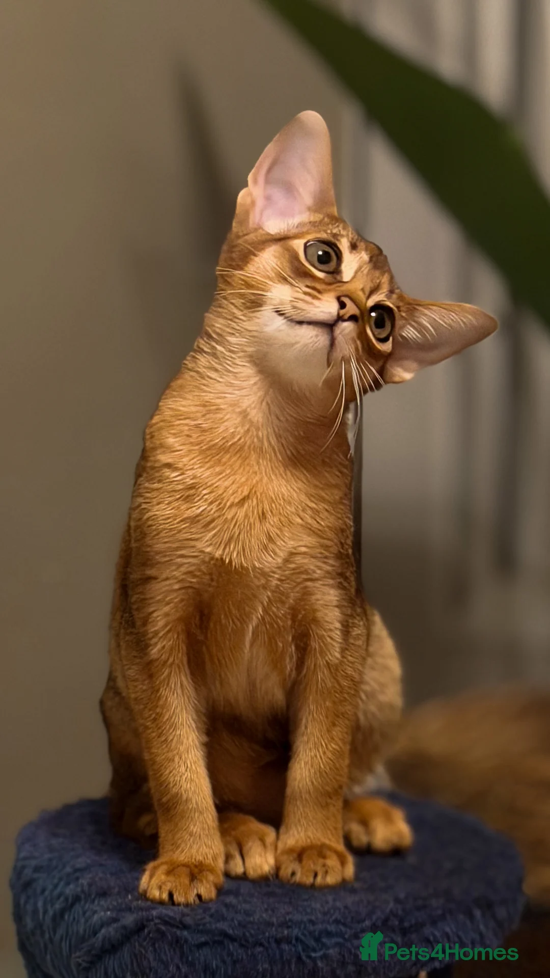 Abyssinian cats for sale: Champion Line Pedigree Abyssinian Kittens  - Advert 5