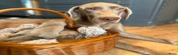 Weimaraner dogs for sale: KC Registered silver Weimaraner puppies in Mold - Advert 22