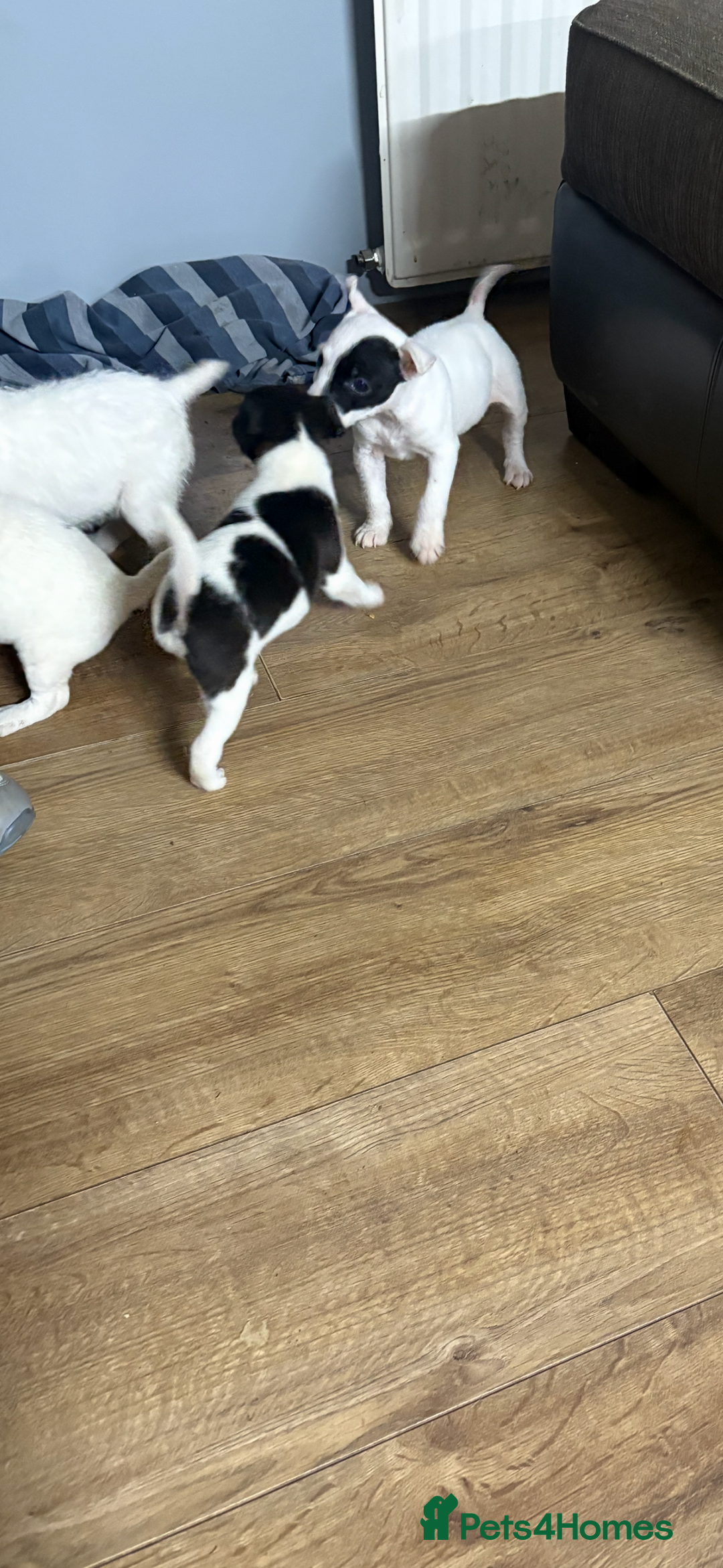 Jack Russell dogs for sale: Lovely jack Russel puppies - Advert 8
