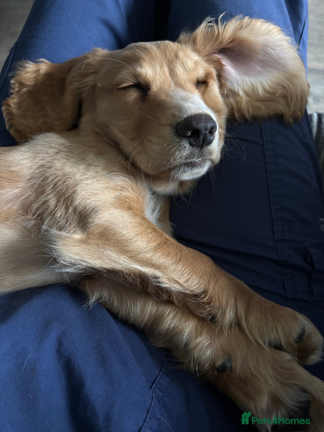 Cocker Spaniel dogs for sale: Male Working Cocker Spaniel - Advert 12