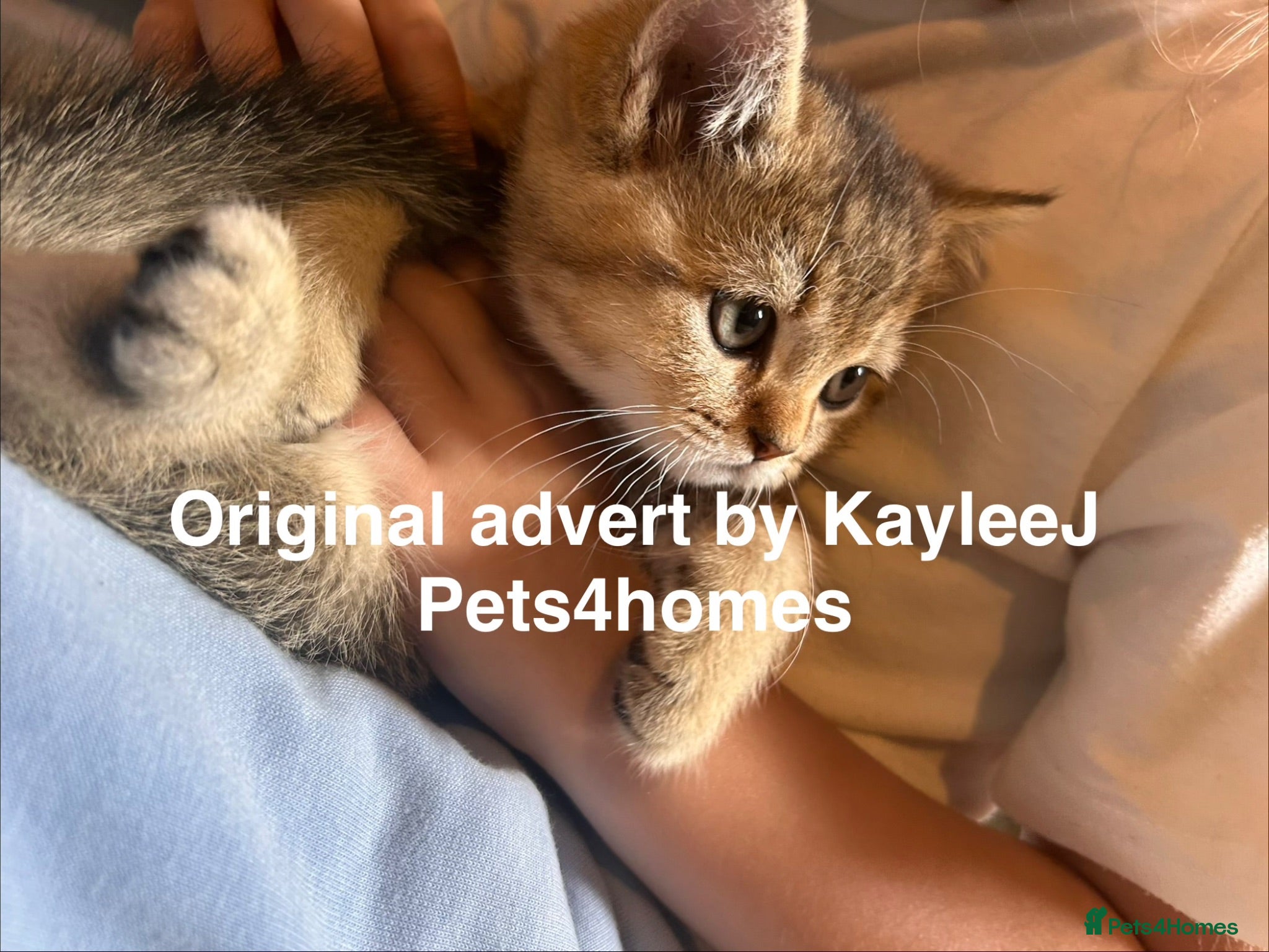 British Shorthair cats for sale: GCCF Registered British Shorthair Kittens Golden🌟 - Advert 1