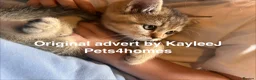 British Shorthair cats for sale: GCCF Registered British Shorthair Kittens Golden🌟 - Advert 1