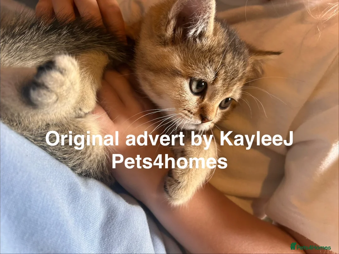 British Shorthair cats for sale: GCCF Registered British Shorthair Kittens Golden🌟 - Advert 1